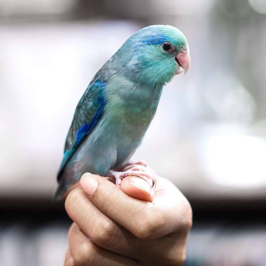 Southgate Animal Hospital in Southgate