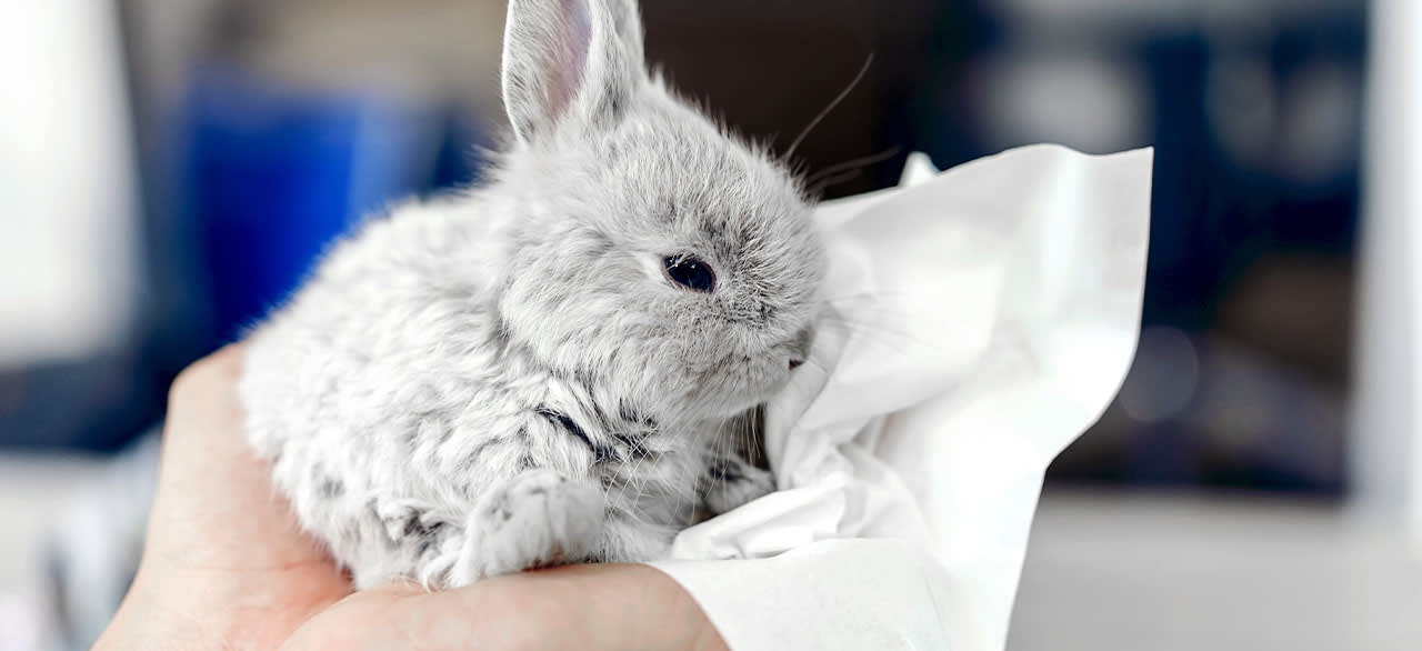 Rabbit at Exotic Vet check up in Southgate