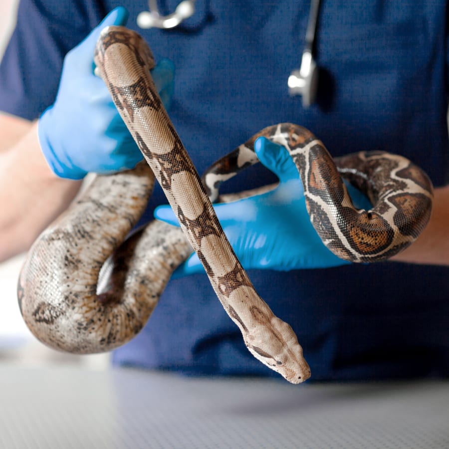 Snake at Vet in Southgate