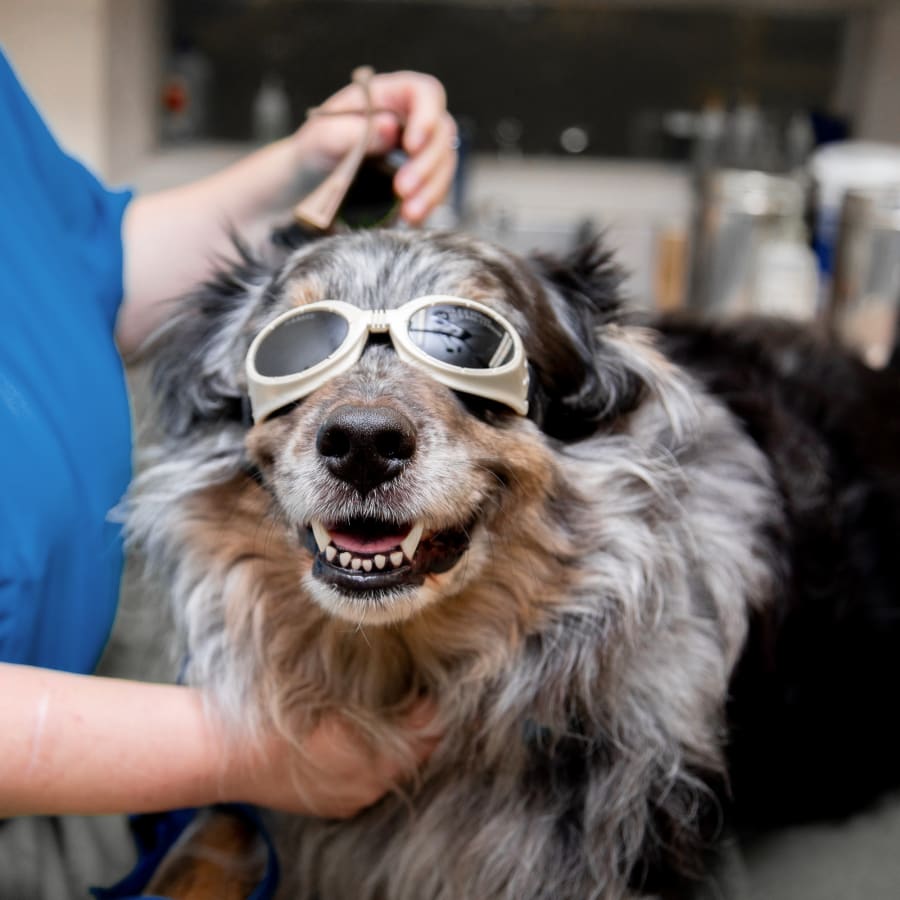 Cold Laser Therapy, Southgate Veterinarians