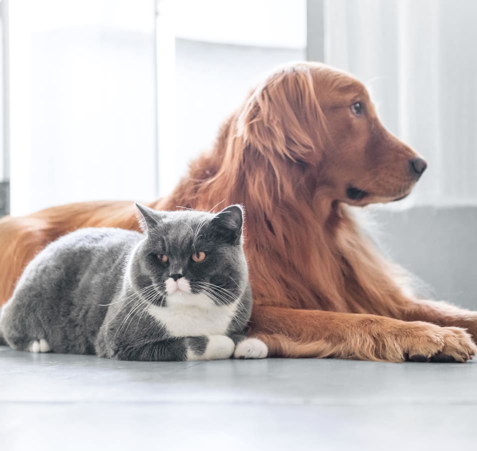 Cat an dog at Southgate Animal Hospital